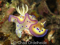 This beautiful nudibranch was perched on the tip of a sta... by Chad Ordelheide 